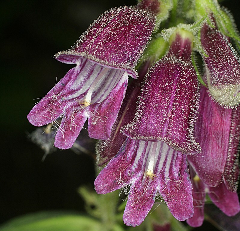 Whipple's Penstemon photo 4