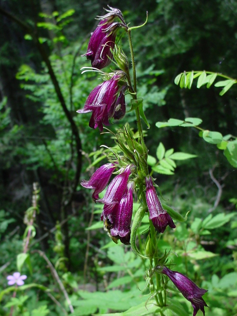 Whipple's Penstemon photo 5