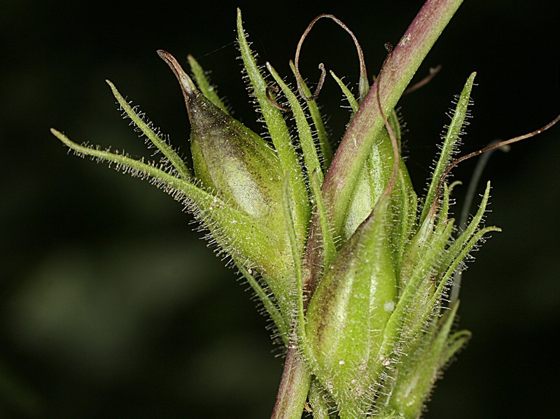 Whipple's Penstemon photo 6
