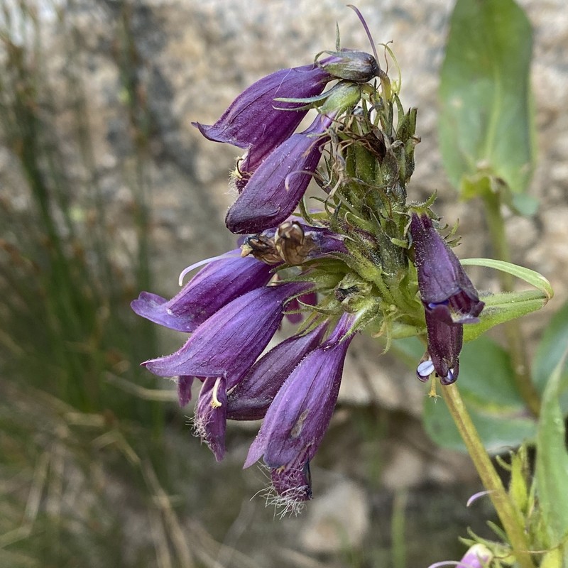 Whipple's Penstemon photo 2