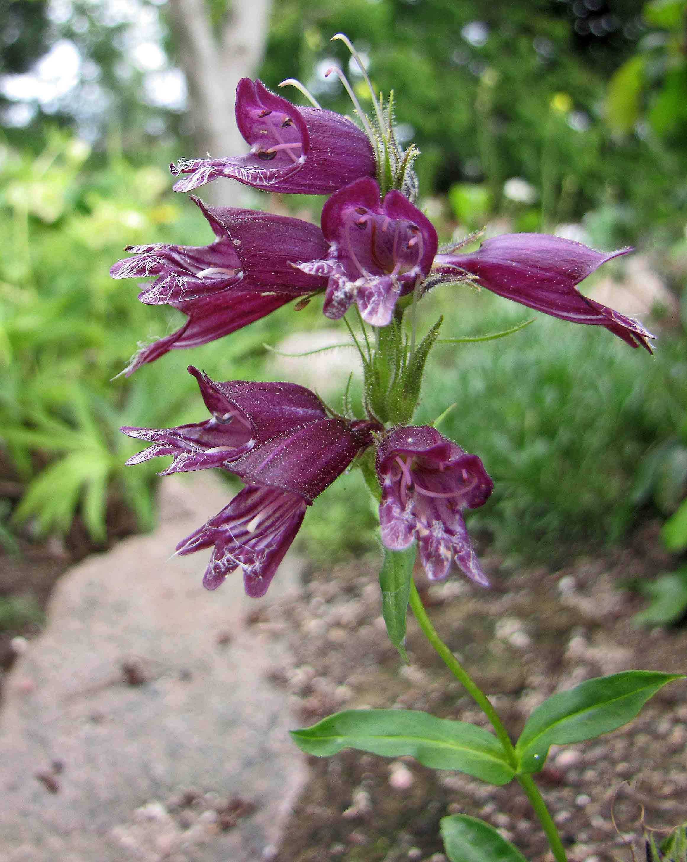 Whipple's Penstemon photo 7