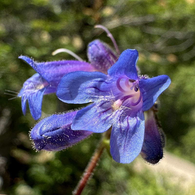 Wilcox's Penstemon photo 4