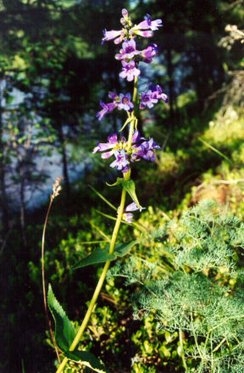 Wilcox's Penstemon