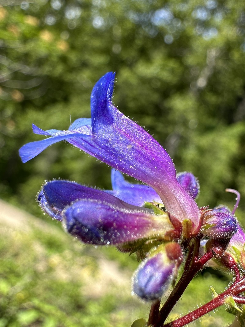 Wilcox's Penstemon photo 2