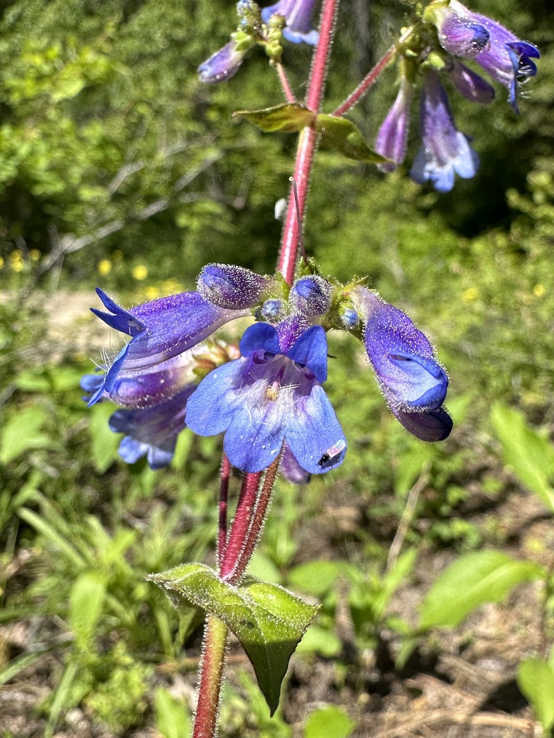 Wilcox's Penstemon photo 3