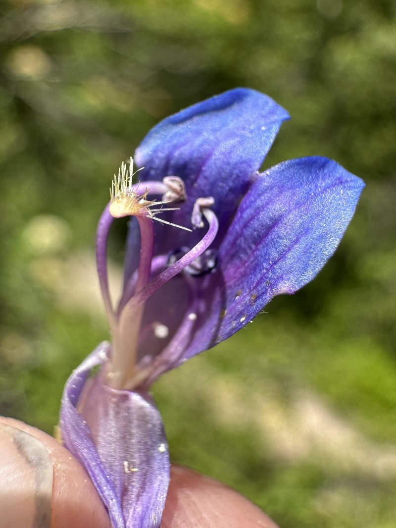 Wilcox's Penstemon photo 5