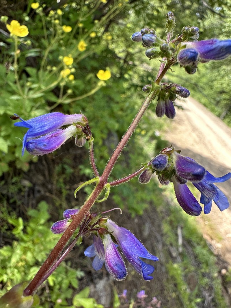Wilcox's Penstemon photo 6