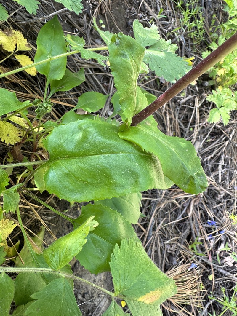Wilcox's Penstemon photo 7