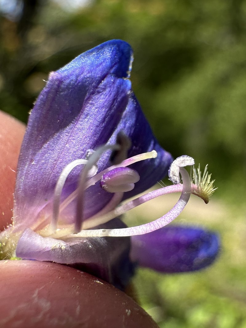 Wilcox's Penstemon photo 8