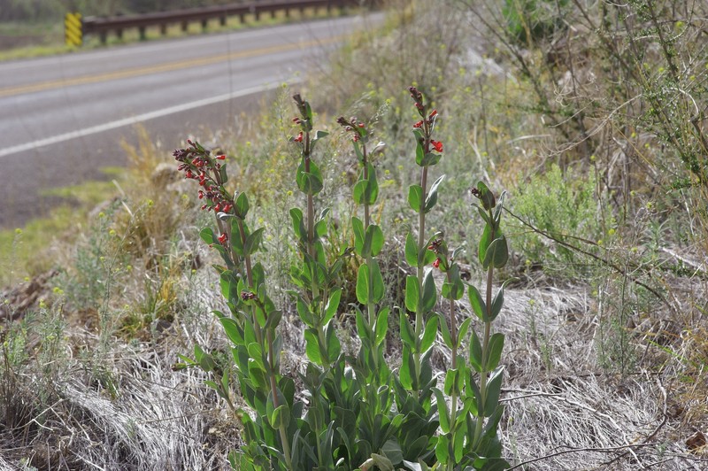 Wright's Beardtongue photo 2