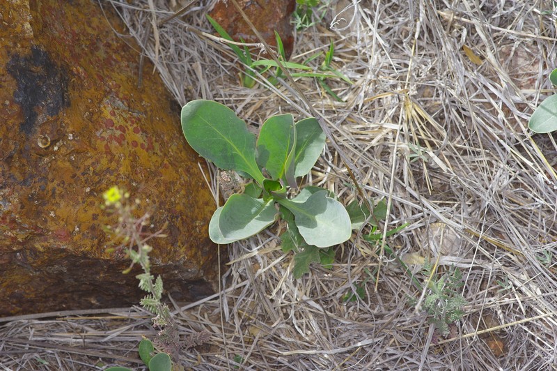 Wright's Beardtongue photo 3