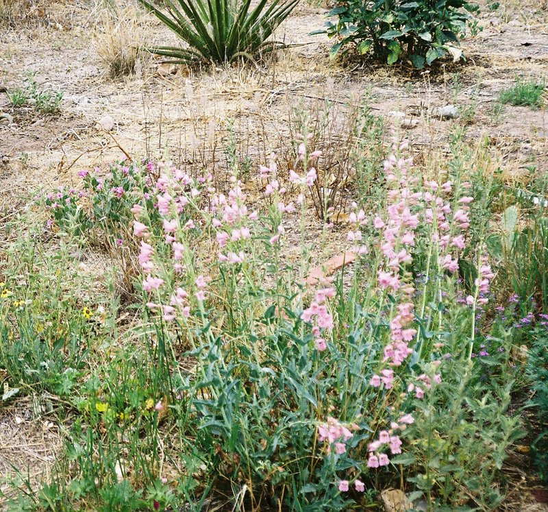 Wright's Beardtongue photo 4