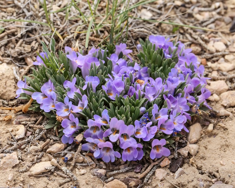 Yampa Beardtongue