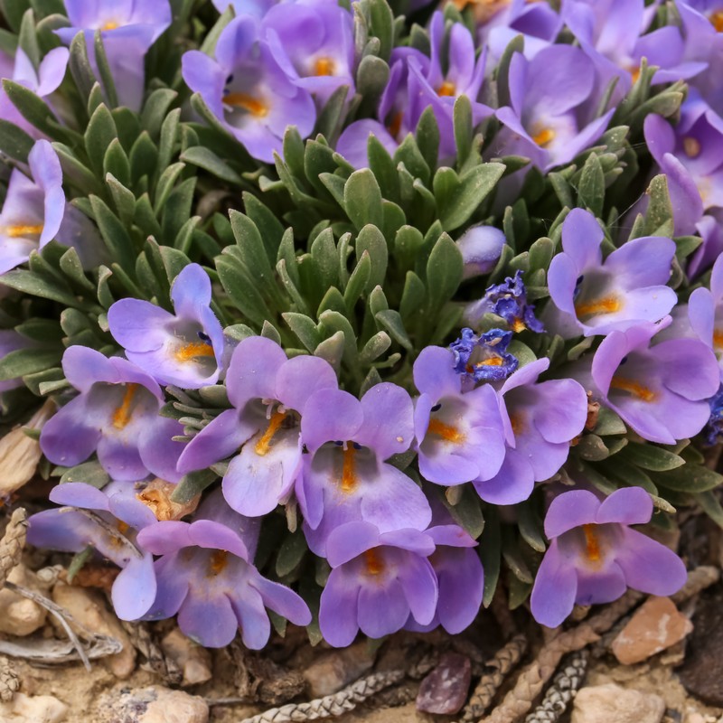 Yampa Beardtongue photo 2