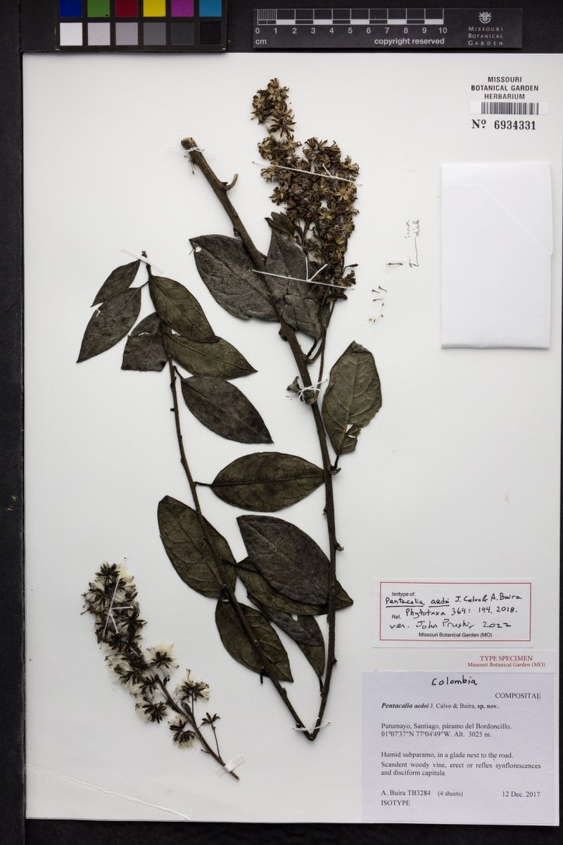 Pentacalia aedoi