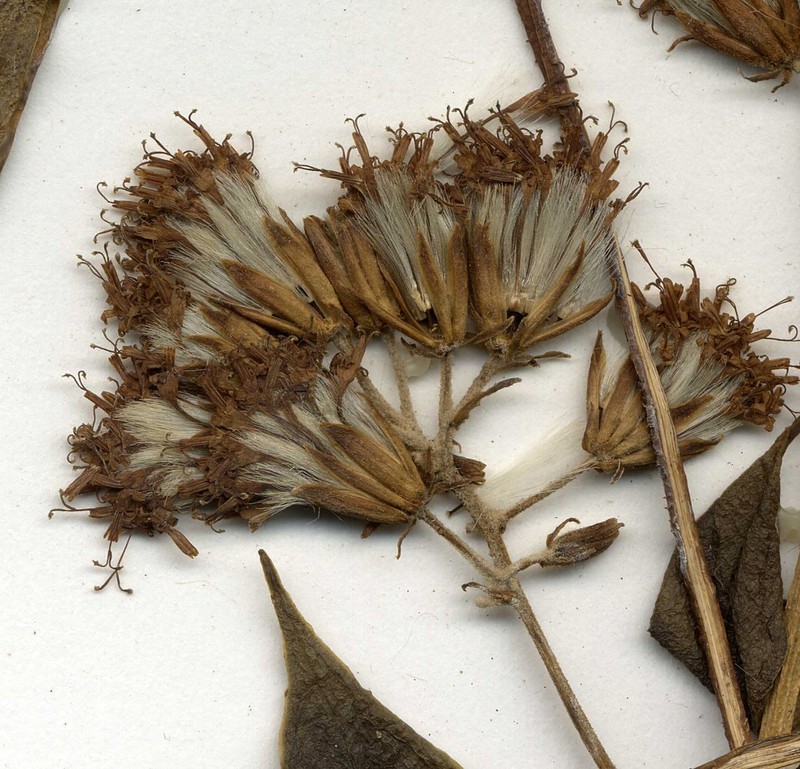 Pentacalia brenesii