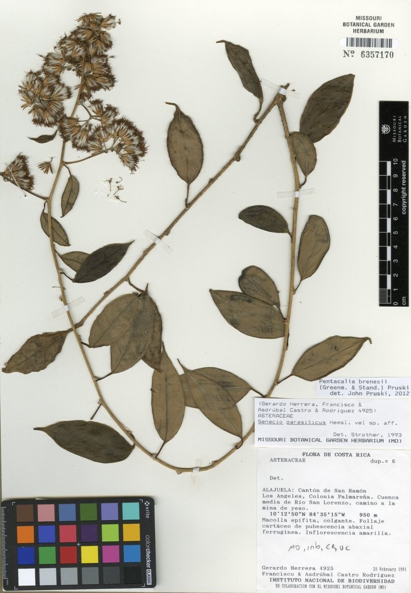 Pentacalia brenesii photo 2