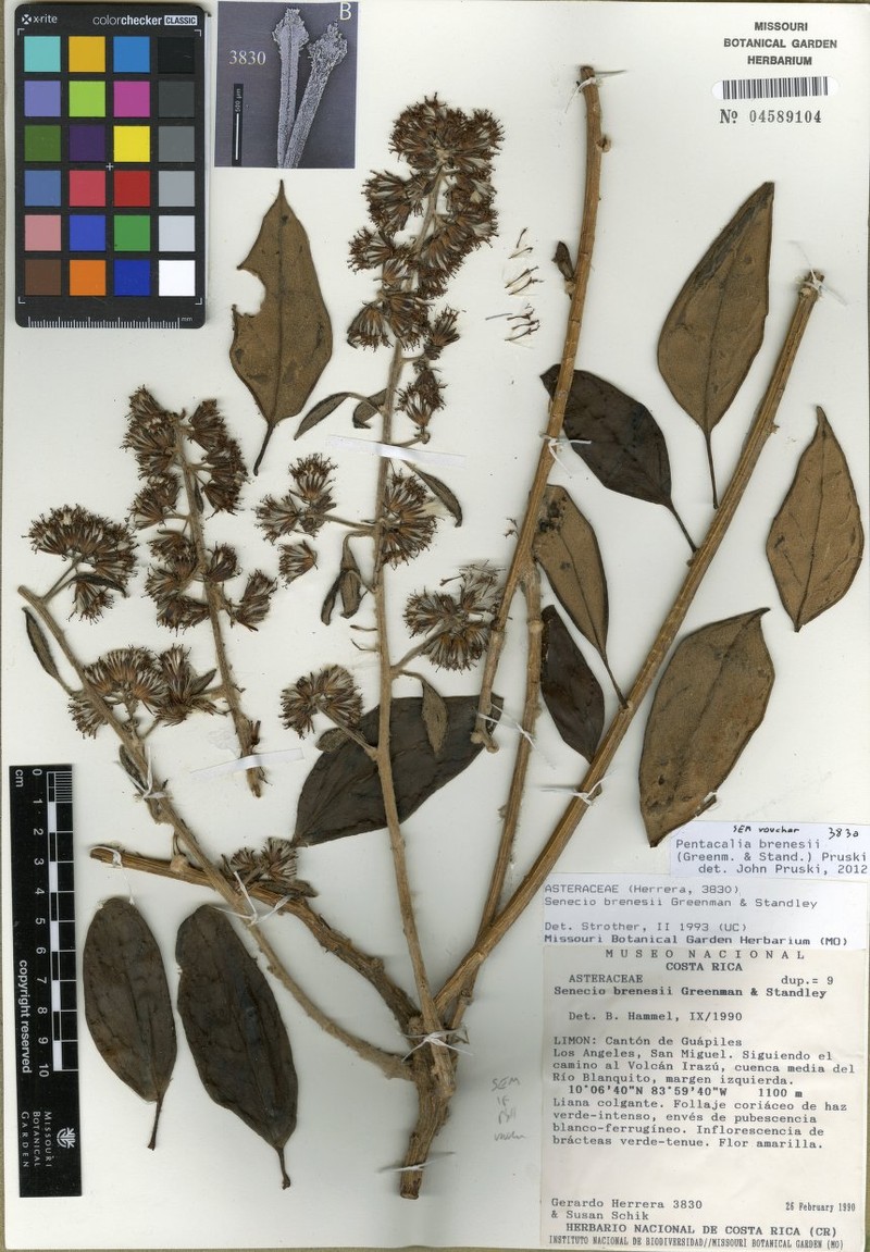 Pentacalia brenesii photo 3