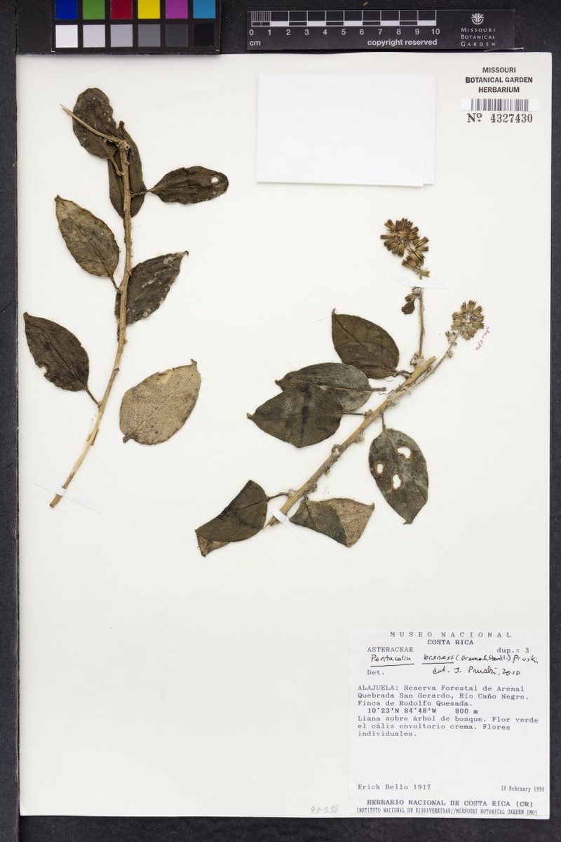 Pentacalia brenesii photo 4