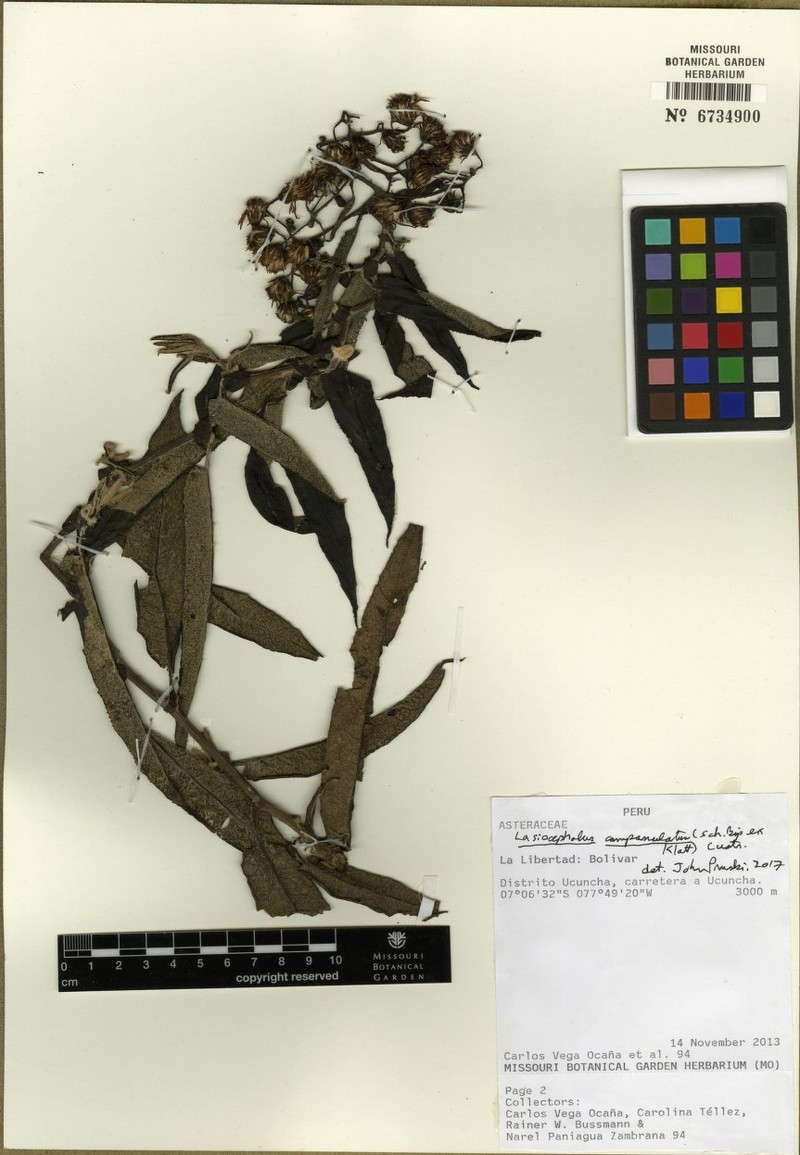 Pentacalia tingoensis