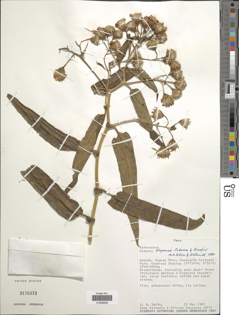 Pentacalia tingoensis photo 2