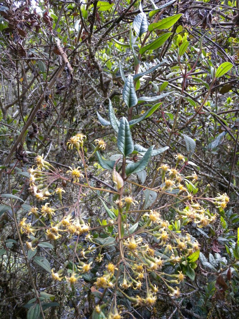 Pentacalia viburnifolia