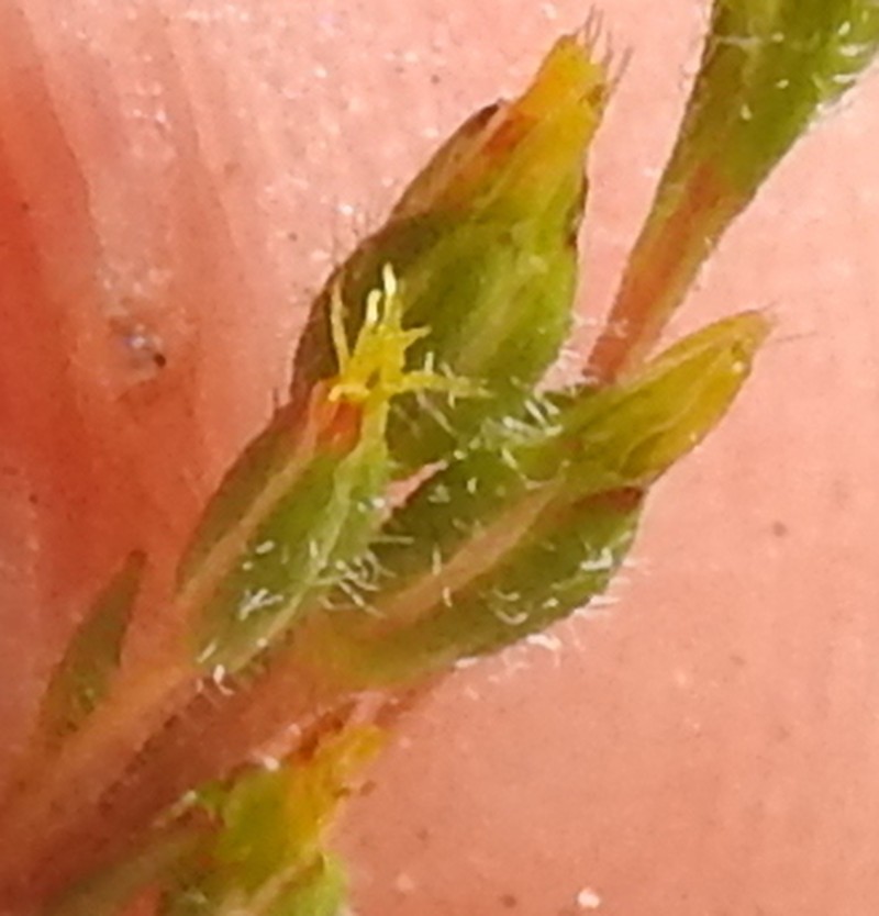 Tiny Pygmydaisy
