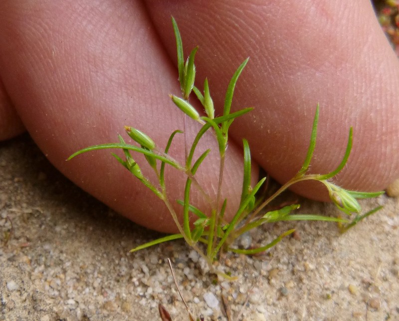 Tiny Pygmydaisy photo 2