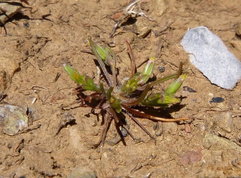 Tiny Pygmydaisy photo 3