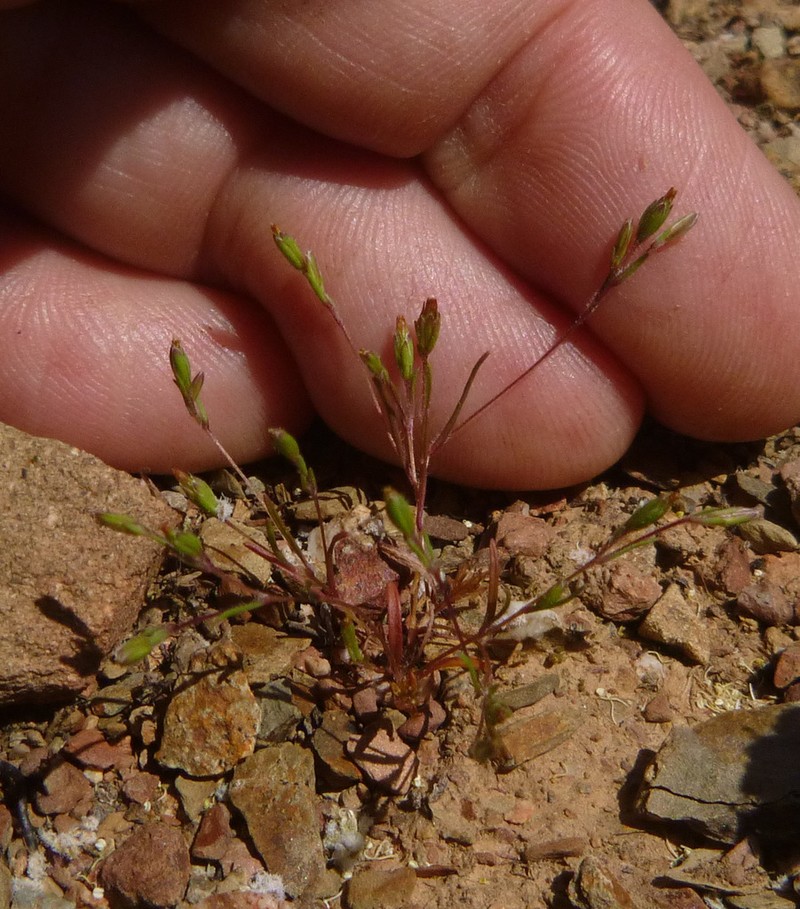 Tiny Pygmydaisy photo 4