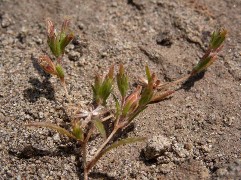 Tiny Pygmydaisy photo 5