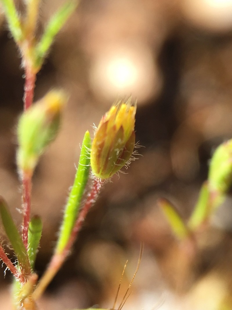 Tiny Pygmydaisy photo 6