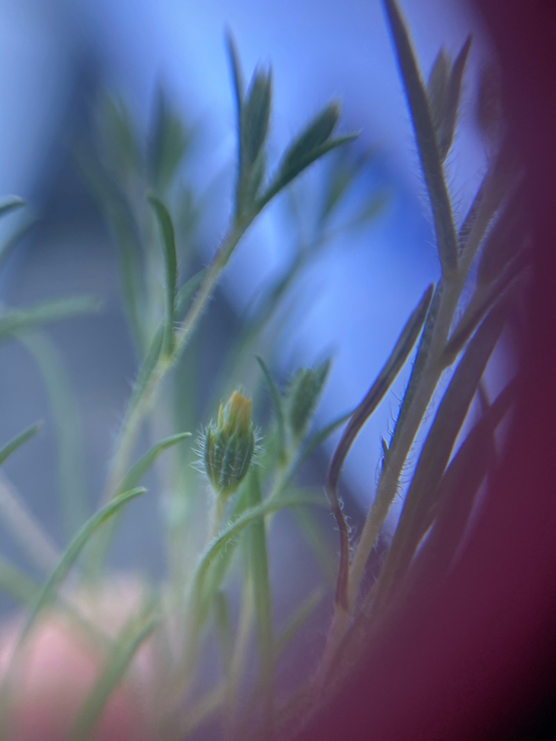 Tiny Pygmydaisy photo 7