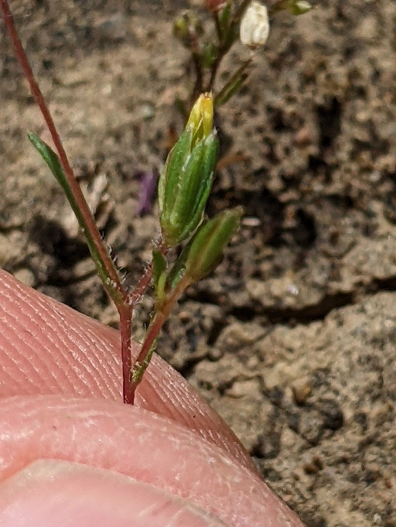 Tiny Pygmydaisy photo 8