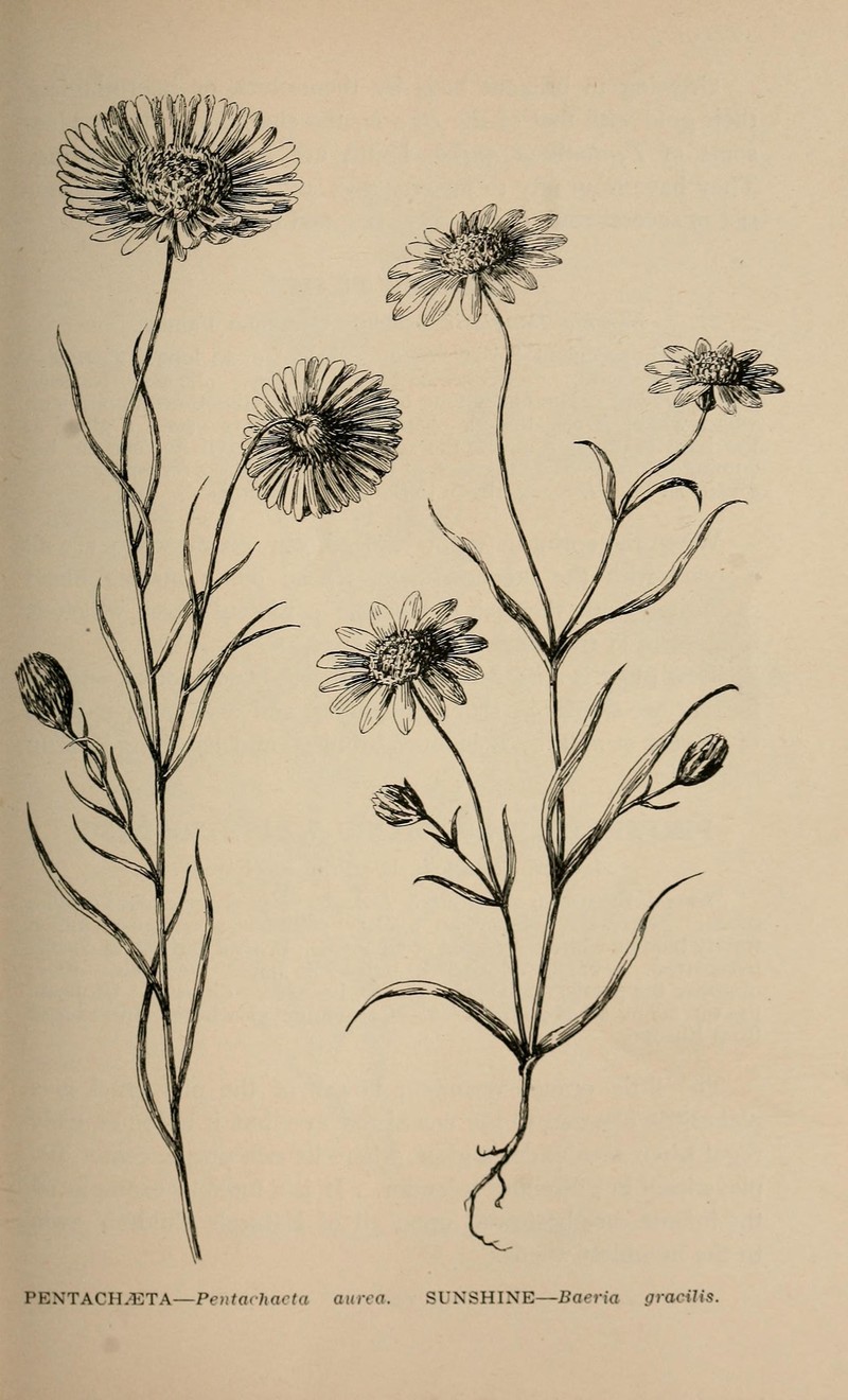 Golden Chaetopappa photo 2