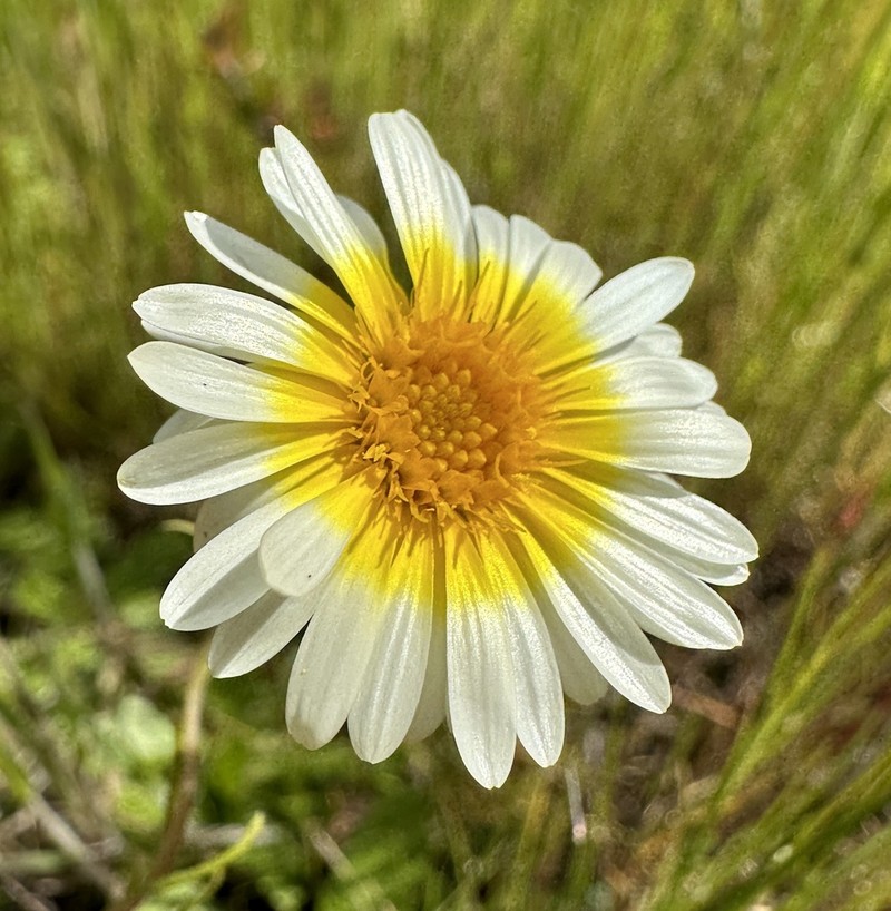 Golden Chaetopappa photo 5
