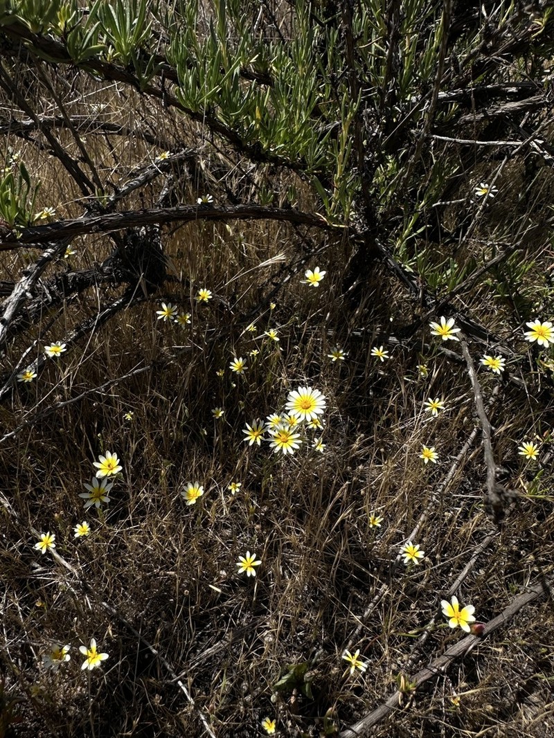 Golden Chaetopappa photo 7