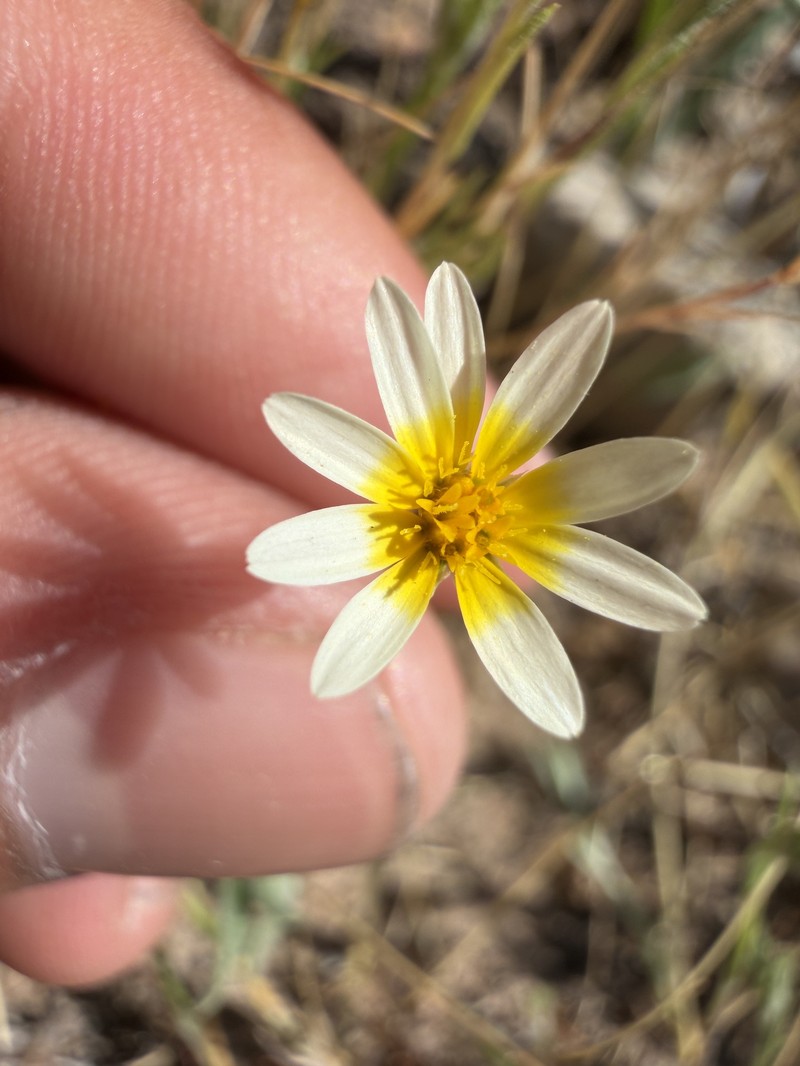Pentachaeta aurea subsp. allenii