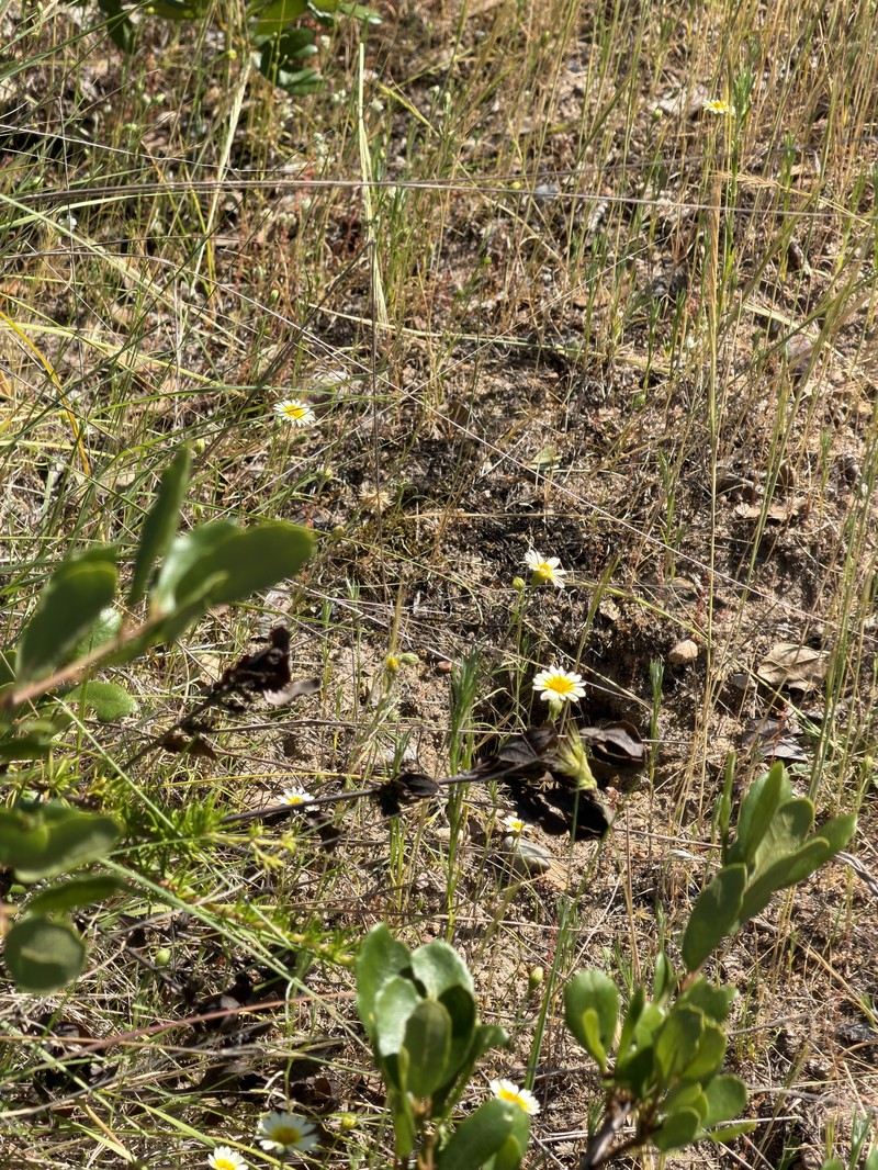 Pentachaeta aurea subsp. allenii photo 2