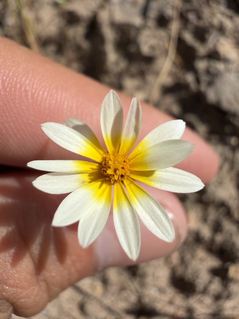 Pentachaeta aurea subsp. allenii photo 3