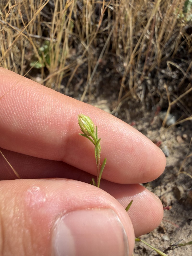 Pentachaeta aurea subsp. allenii photo 4
