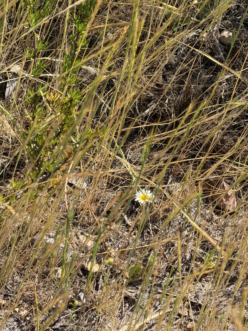 Pentachaeta aurea subsp. allenii photo 5