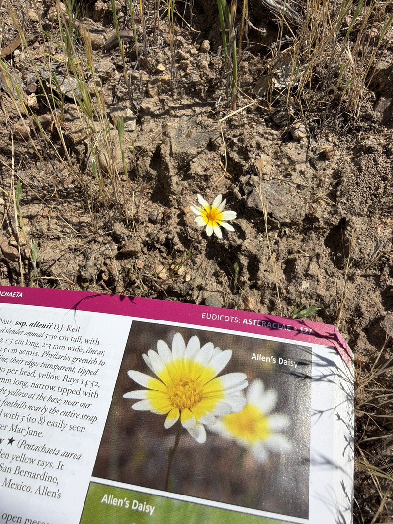 Pentachaeta aurea subsp. allenii photo 6