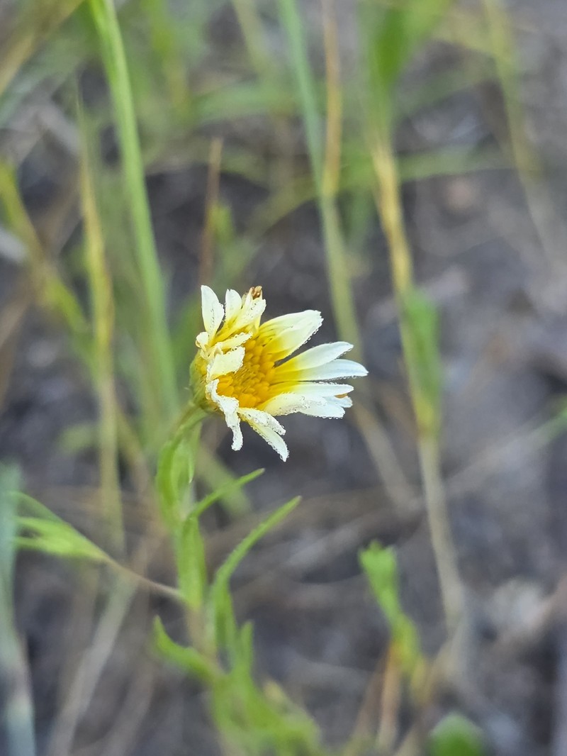 Pentachaeta aurea subsp. allenii photo 8