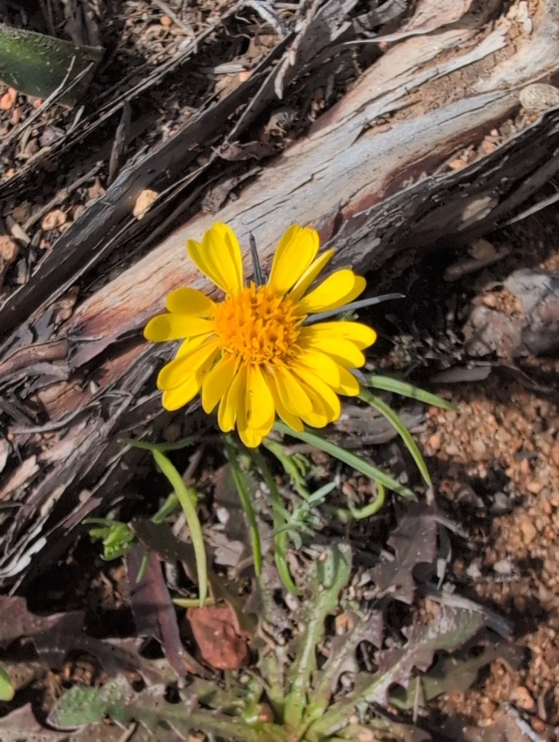 Pentachaeta aurea subsp. aurea