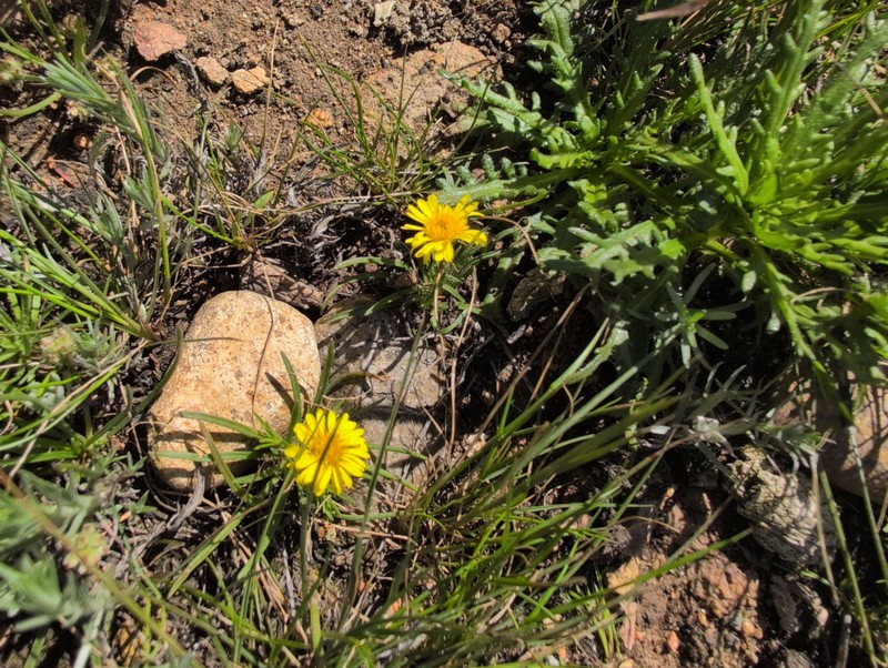Pentachaeta aurea subsp. aurea photo 2