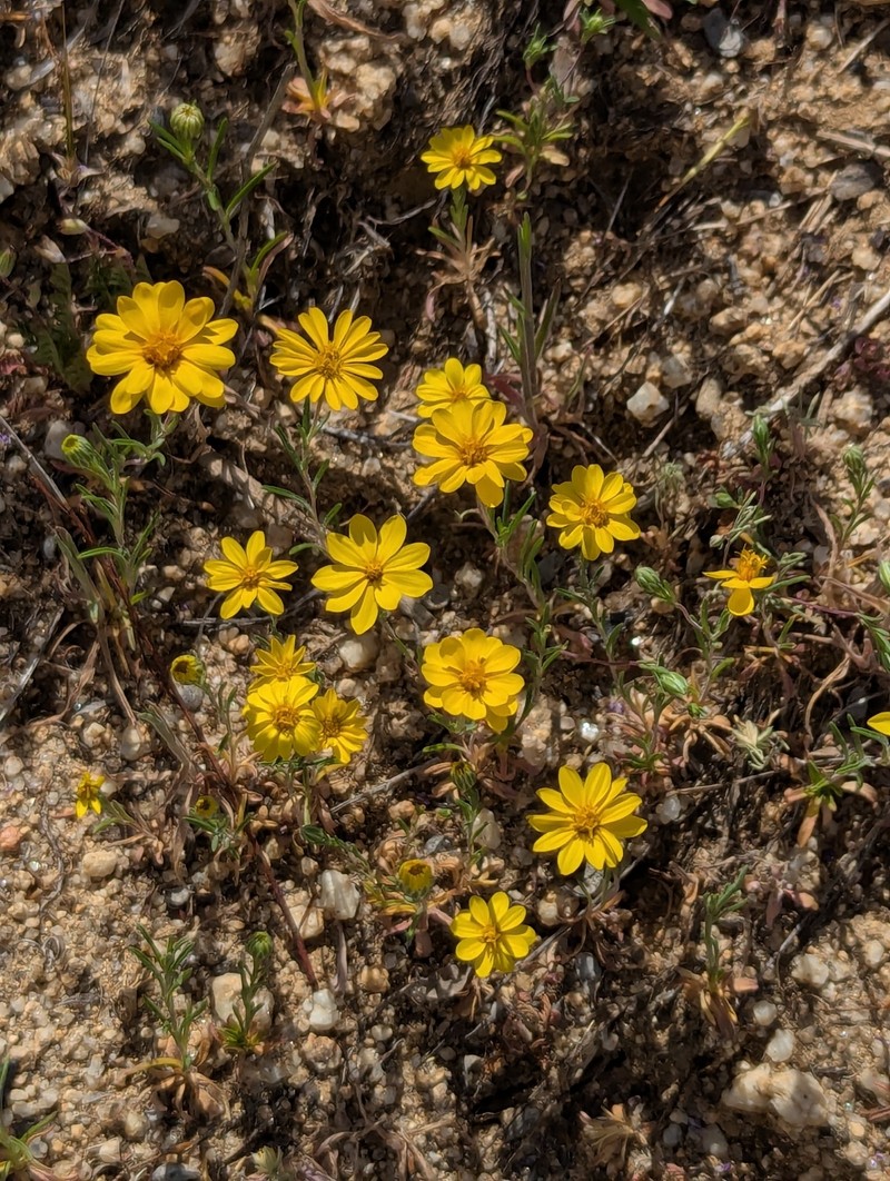 Pentachaeta aurea subsp. aurea photo 3