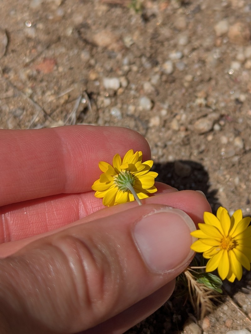 Pentachaeta aurea subsp. aurea photo 4