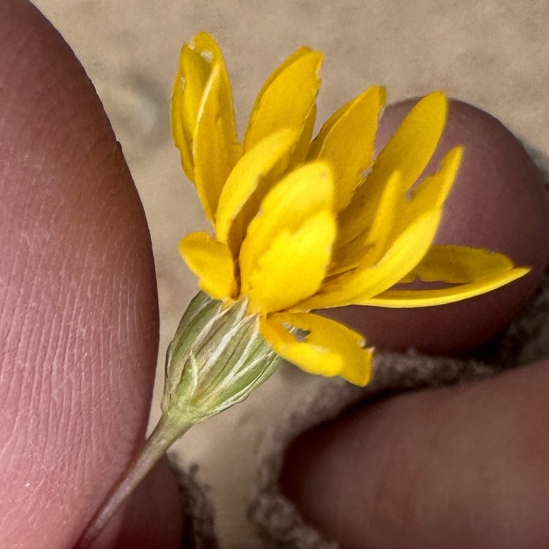Pentachaeta aurea subsp. aurea photo 5