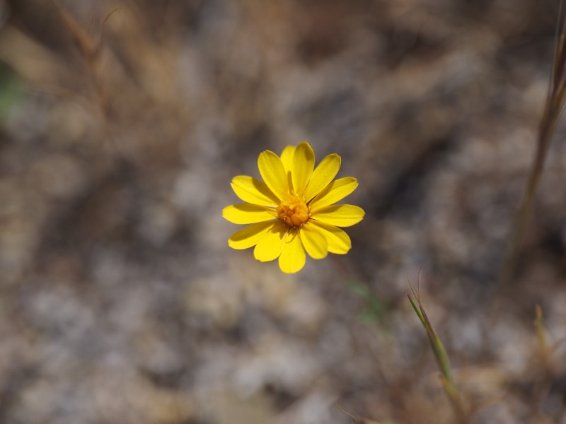 Pentachaeta aurea subsp. aurea photo 6